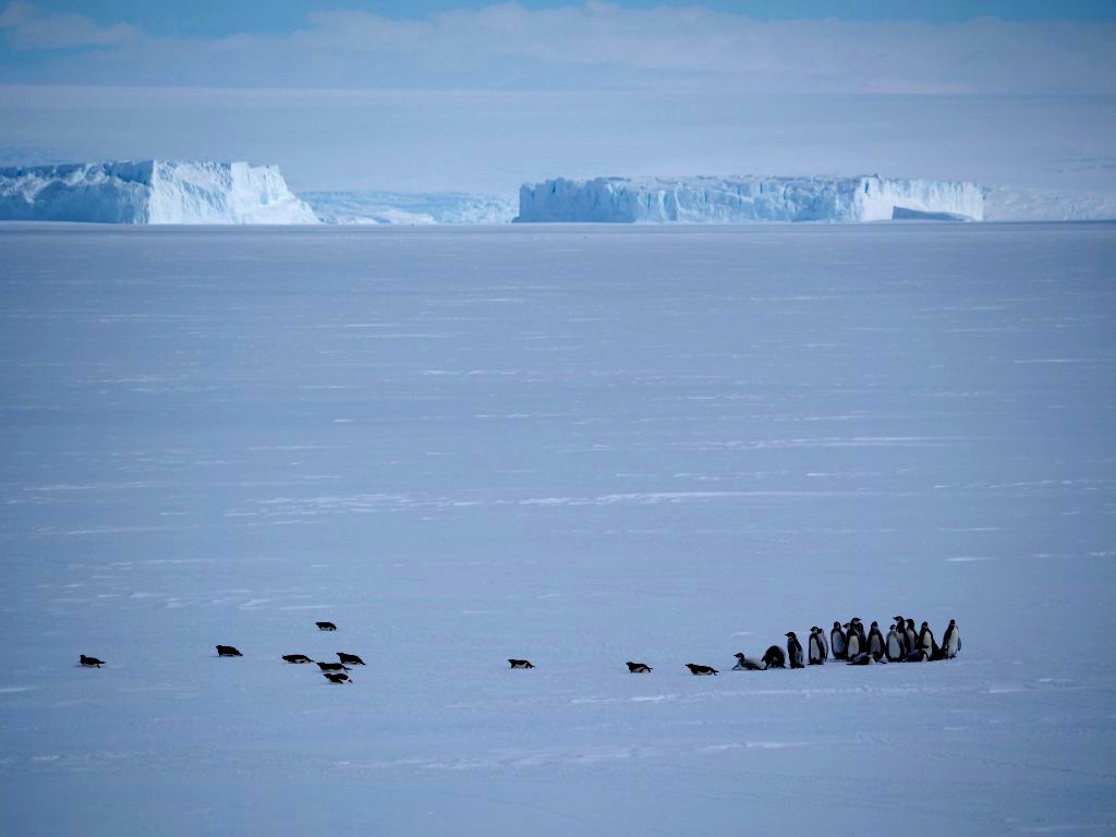 Morze Davisa - Pingwiny Adeli oraz młode pingwiny Cesarskie. ANawrot2.JPG